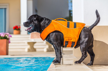 black staffordshire bull terrier dog in an orange lifejacket standing safely by the side of an outdoor swimming pool.