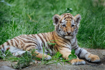 Siberian (Amur) tiger cub playing on the grass