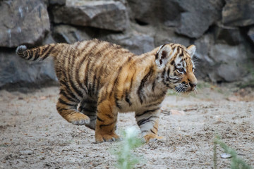 Funny Siberian (Amur) tiger cub walking