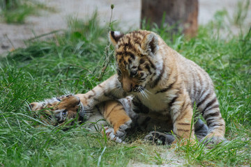 Siberian (Amur) tiger cubs playing on the grass