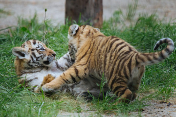 Fototapeta na wymiar Siberian (Amur) tiger cubs playing on the grass