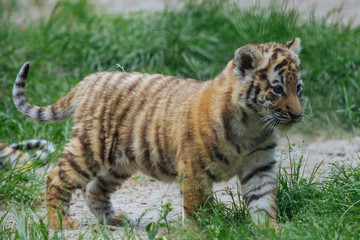 Siberian (Amur) tiger cub playing on the grass