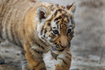 Fototapeta na wymiar Funny Siberian (Amur) tiger cub walking