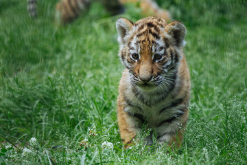 Siberian (Amur) tiger cub playing on the grass