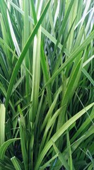 field green grass summer