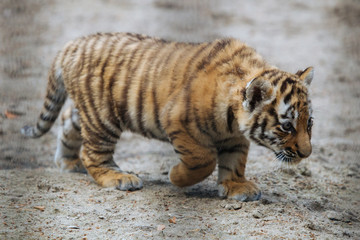 Funny Siberian (Amur) tiger cub walking - obrazy, fototapety, plakaty