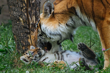 Siberian (Amur) tiger cub playing with mother