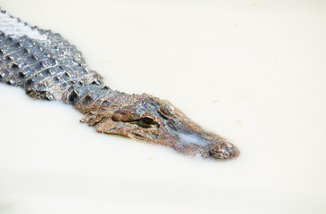 American crocodile floating to the surface