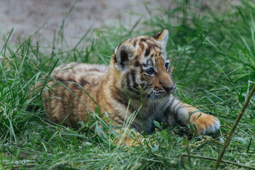 Siberian (Amur) tiger cubs playing on the grass