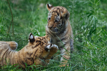 Naklejka na ściany i meble Siberian (Amur) tiger cubs playing on the grass