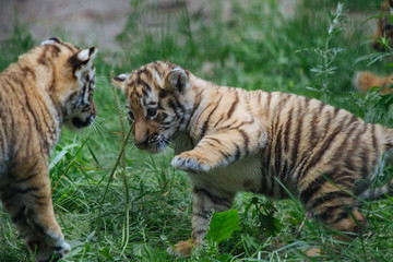 Siberian (Amur) tiger cubs playing on the grass