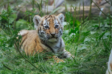 Siberian (Amur) tiger cubs playing on the grass