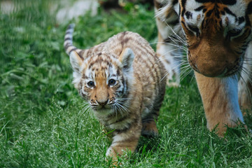 Siberian (Amur) tiger cub playing with mother