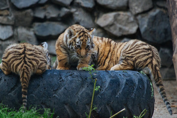 Siberian (Amur) tiger cubs playing