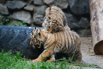 Siberian (Amur) tiger cubs playing