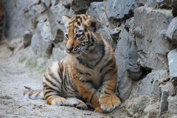 Siberian (Amur) tiger cub playing on the sand