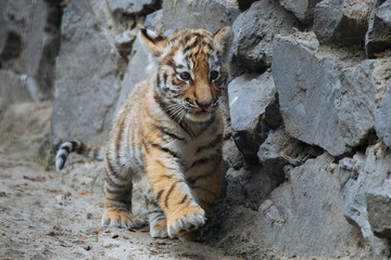 Siberian (Amur) tiger cub playing on the sand