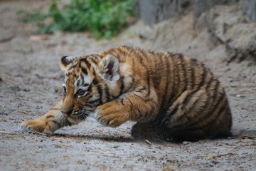 Siberian (Amur) tiger cub playing on the sand