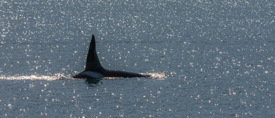 Male orca cruises along the surface with upright dorsal fin raising high above the water © latitude59