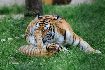 Siberian (Amur) tiger cub playing with mother