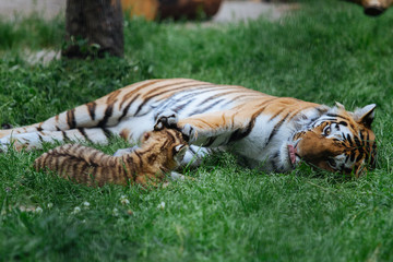 Siberian (Amur) tiger cub playing with mother