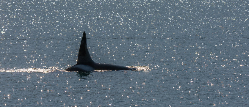 Male orca cruises along the surface with upright dorsal fin raising high above the water