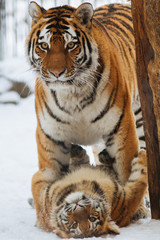 Siberian (Amur) tiger cub playing on the snow with mother