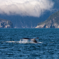 Fototapeta premium Water races off the upraised tail of a humpback whale