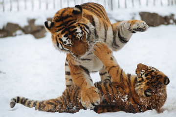 Siberian (Amur) tiger cub playing on the snow with mother