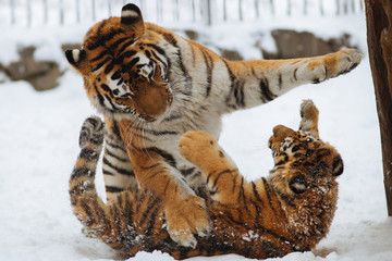 Siberian (Amur) tiger cub playing on the snow with mother