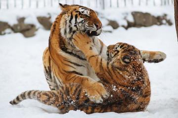 Siberian (Amur) tiger cub playing on the snow with mother