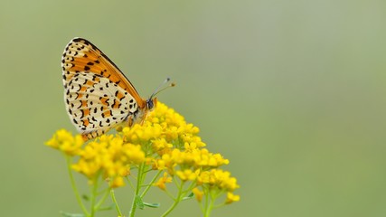 Melitaea trivia  287