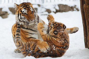 Siberian (Amur) tiger cub playing on the snow with mother