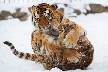Siberian (Amur) tiger cub playing on the snow with mother