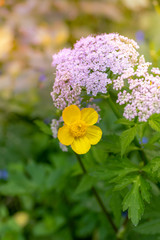 Obraz premium Colorful bright yellow spring primrose