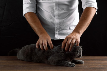 The vet examines the gray cat on the table, the dark background. The concept of a veterinary clinic, doctor, animal is sick, vaccination, sterilization, castration.