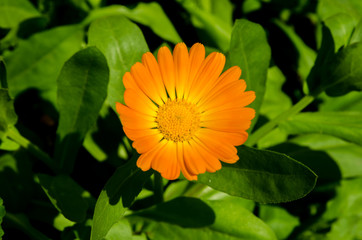 beautiful flowers bloom in the clearing