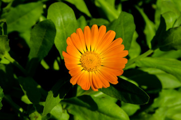 beautiful flowers bloom in the clearing