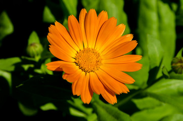 beautiful flowers bloom in the clearing