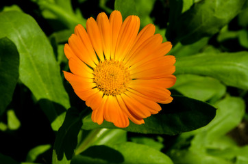 beautiful flowers bloom in the clearing