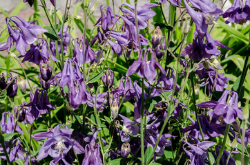 beautiful flowers bloom in the clearing