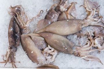 squid on a display in the ice. Sea food.