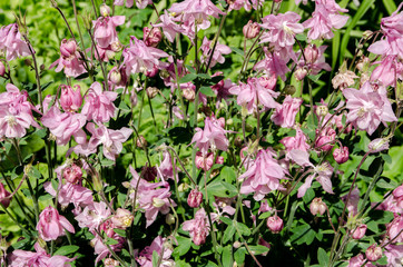 beautiful flowers bloom in the clearing