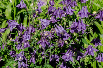 beautiful flowers bloom in the clearing