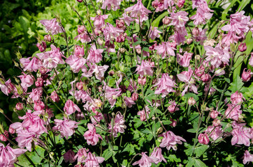 Obraz premium beautiful flowers bloom in the clearing