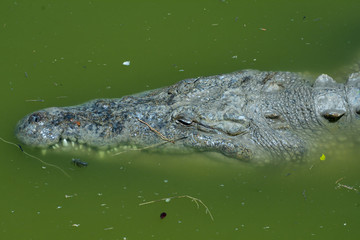 Crocodile