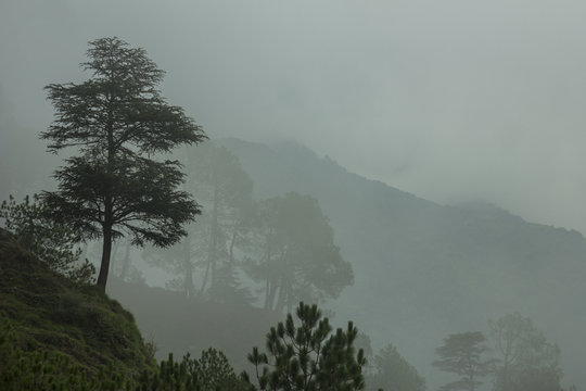 green pine trees and silhouettes on a hill in the fog