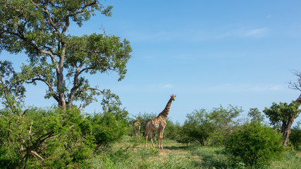 Giraffe im Busch in Afrika