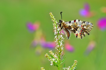 Zerynthia cerisyi  283