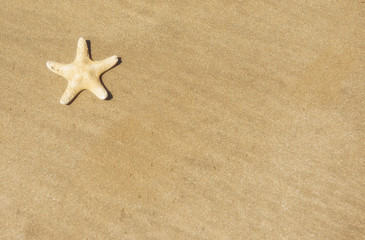 Star fish on sand, beach background with copy space 